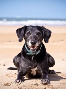 Preview wallpaper dog, sand, dark, collars, sea