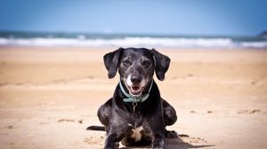 Preview wallpaper dog, sand, dark, collars, sea