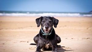 Preview wallpaper dog, sand, dark, collars, sea