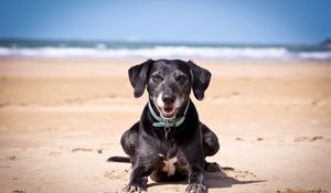 Preview wallpaper dog, sand, dark, collars, sea