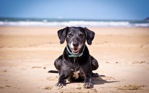 Preview wallpaper dog, sand, dark, collars, sea