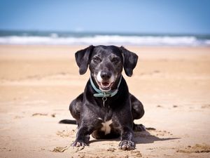 Preview wallpaper dog, sand, dark, collars, sea