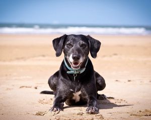 Preview wallpaper dog, sand, dark, collars, sea