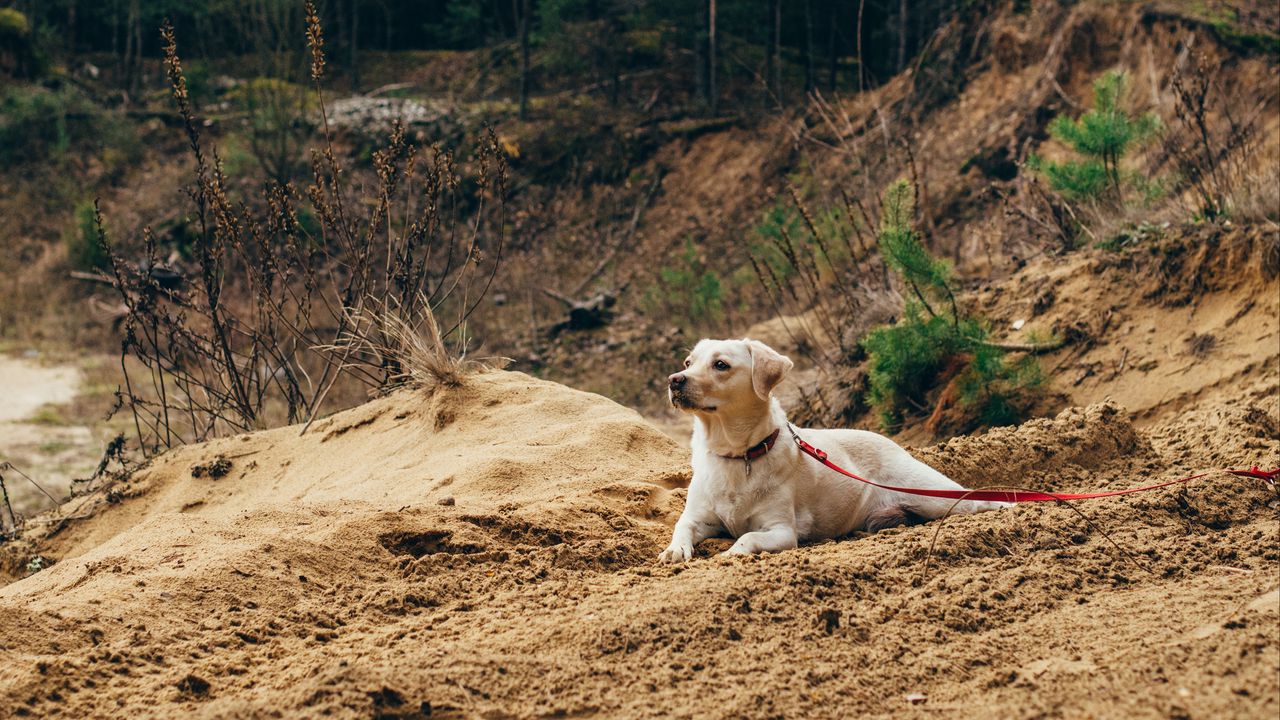 Wallpaper dog, sand, leash, walk