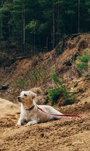 Preview wallpaper dog, sand, leash, walk