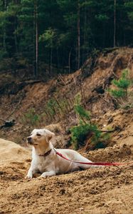 Preview wallpaper dog, sand, leash, walk