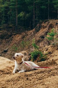 Preview wallpaper dog, sand, leash, walk