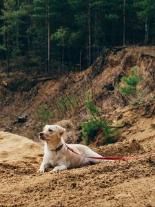 Preview wallpaper dog, sand, leash, walk