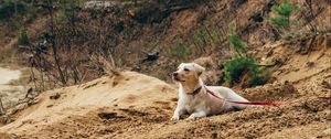 Preview wallpaper dog, sand, leash, walk