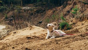 Preview wallpaper dog, sand, leash, walk