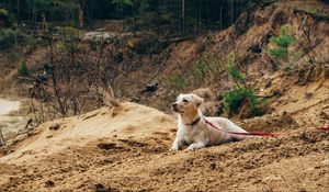 Preview wallpaper dog, sand, leash, walk
