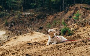 Preview wallpaper dog, sand, leash, walk