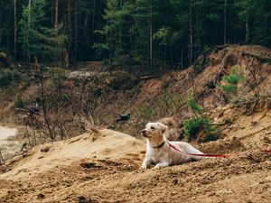 Preview wallpaper dog, sand, leash, walk