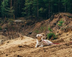 Preview wallpaper dog, sand, leash, walk