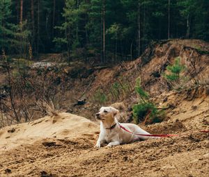 Preview wallpaper dog, sand, leash, walk