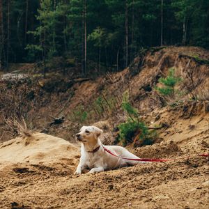 Preview wallpaper dog, sand, leash, walk