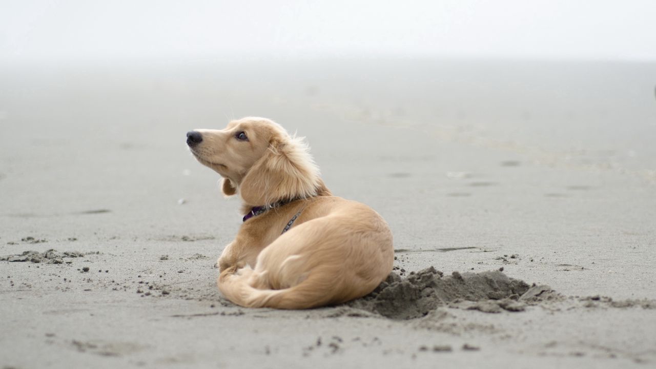 Wallpaper dog, sand, lying, beach, footprints