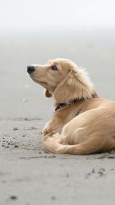 Preview wallpaper dog, sand, lying, beach, footprints