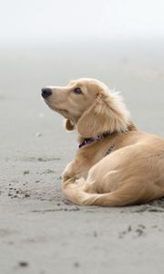 Preview wallpaper dog, sand, lying, beach, footprints