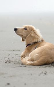 Preview wallpaper dog, sand, lying, beach, footprints