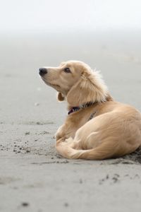 Preview wallpaper dog, sand, lying, beach, footprints