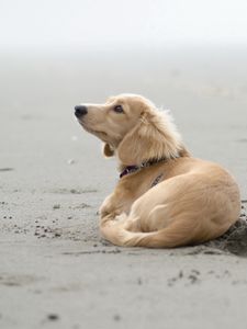 Preview wallpaper dog, sand, lying, beach, footprints