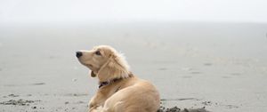 Preview wallpaper dog, sand, lying, beach, footprints