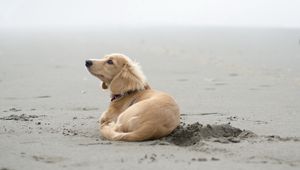 Preview wallpaper dog, sand, lying, beach, footprints