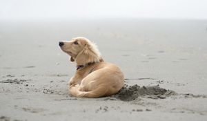 Preview wallpaper dog, sand, lying, beach, footprints