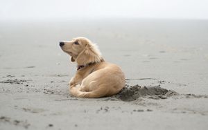 Preview wallpaper dog, sand, lying, beach, footprints