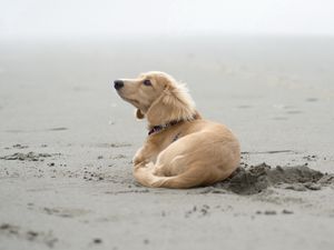 Preview wallpaper dog, sand, lying, beach, footprints