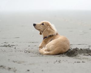 Preview wallpaper dog, sand, lying, beach, footprints