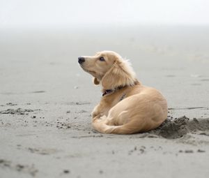 Preview wallpaper dog, sand, lying, beach, footprints