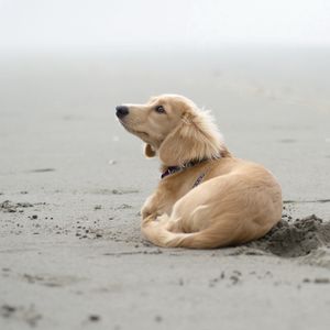 Preview wallpaper dog, sand, lying, beach, footprints