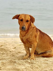 Preview wallpaper dog, sand, sitting, sad