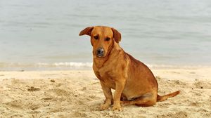 Preview wallpaper dog, sand, sitting, sad