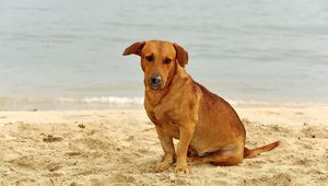 Preview wallpaper dog, sand, sitting, sad