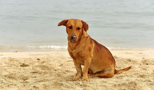 Preview wallpaper dog, sand, sitting, sad