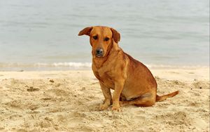 Preview wallpaper dog, sand, sitting, sad