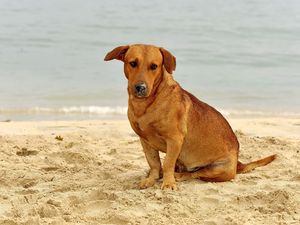 Preview wallpaper dog, sand, sitting, sad