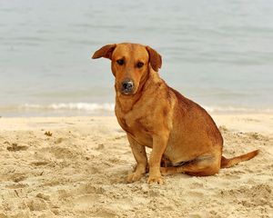 Preview wallpaper dog, sand, sitting, sad