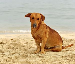 Preview wallpaper dog, sand, sitting, sad