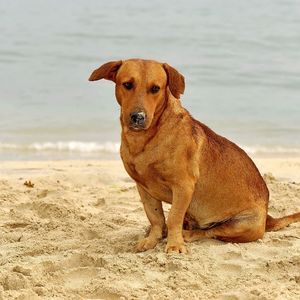 Preview wallpaper dog, sand, sitting, sad