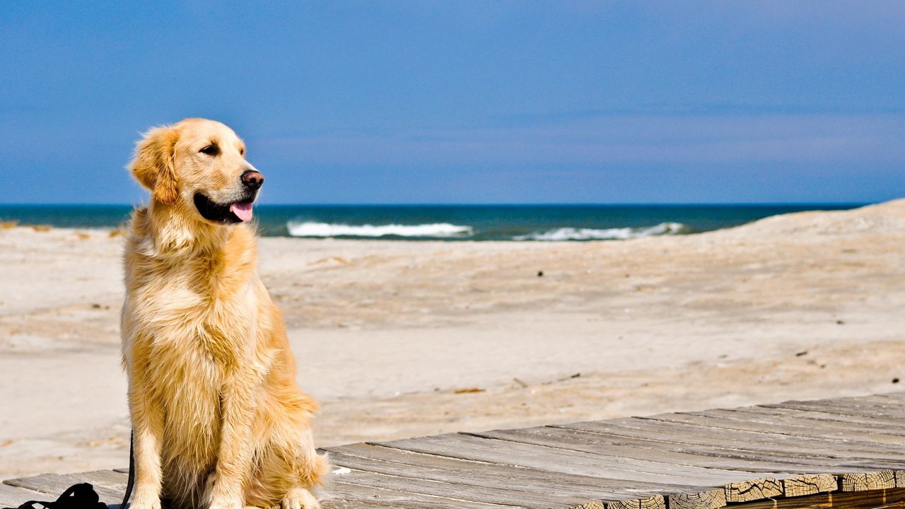 Wallpaper dog, sand, track, waiting