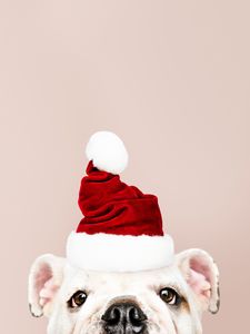 Preview wallpaper dog, santa claus, new year, christmas