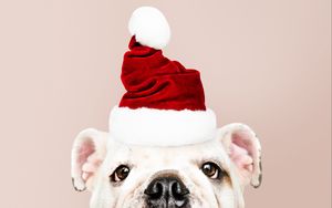 Preview wallpaper dog, santa claus, new year, christmas