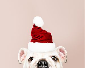 Preview wallpaper dog, santa claus, new year, christmas