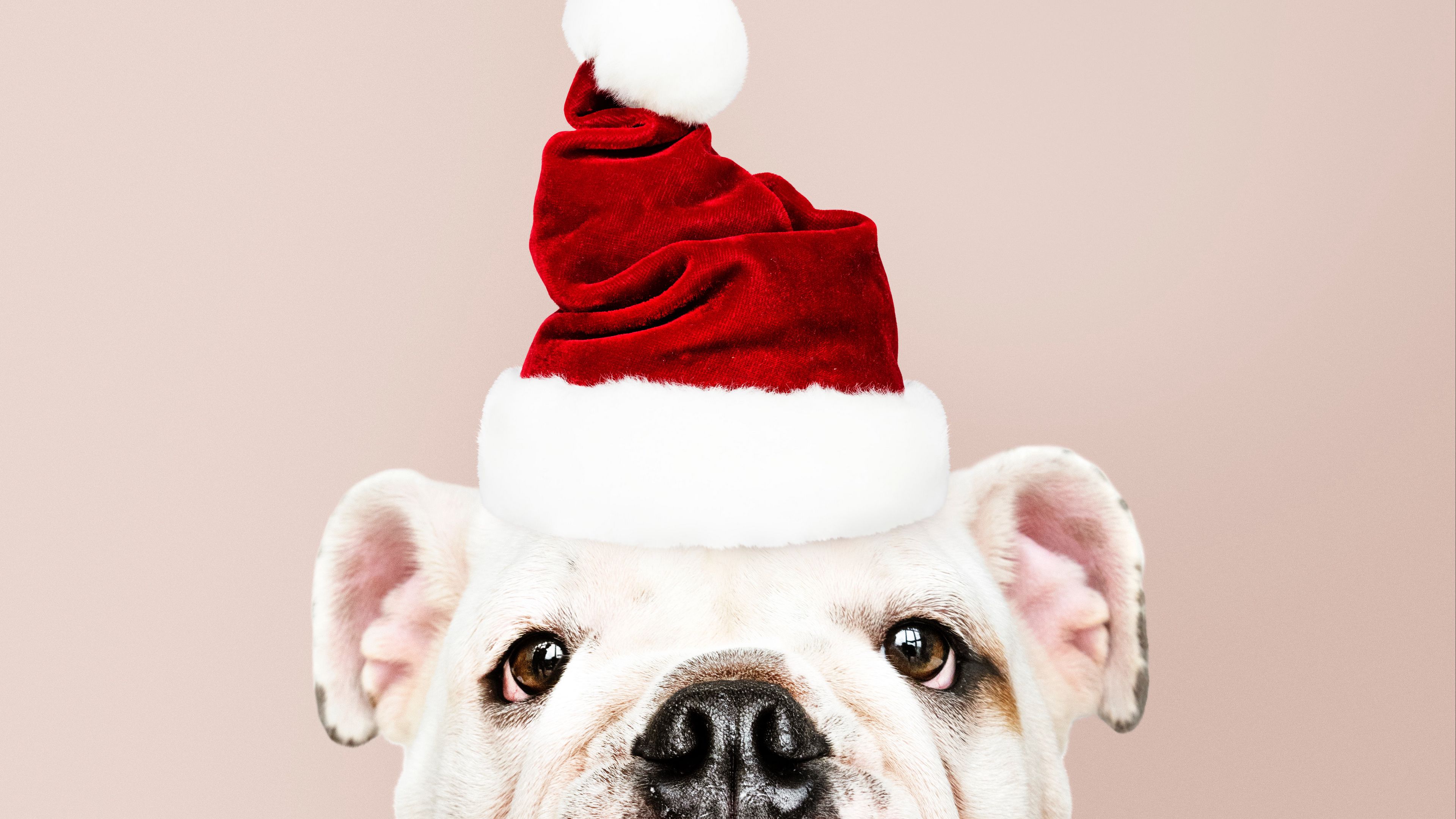 Download wallpaper 3840x2160 dog, santa claus, new year, christmas 4k