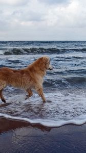 Preview wallpaper dog, sea, background, walk, playful