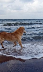 Preview wallpaper dog, sea, background, walk, playful